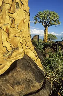 Aloe Prints: Picture No. 11676051