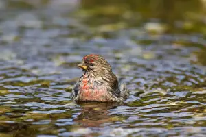 Passerine Prints: Picture No. 11676442