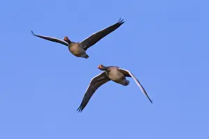 Graylag Prints: Picture No. 11676455