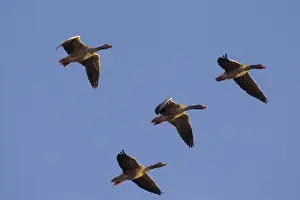 Graylag Prints: Picture No. 11676458
