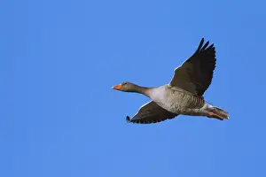 Graylag Prints: Picture No. 11676462