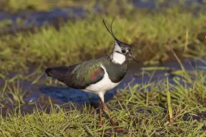 Vanellus Prints: Picture No. 11676473