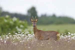 Capreolus Collection: Picture No. 11676488