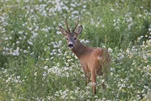 Capreolus Collection: Picture No. 11676490
