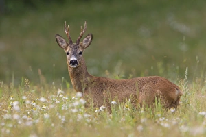 Capreolus Collection: Picture No. 11676491