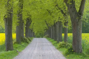 Avenue Prints: Picture No. 11676531