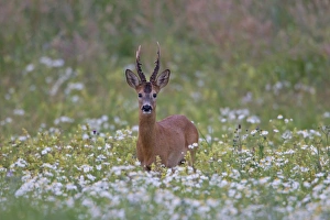 Capreolus Collection: Picture No. 11676534