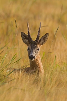 Capreolus Collection: Picture No. 11676537