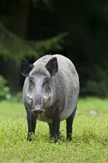 Boar Prints: Picture No. 11676555