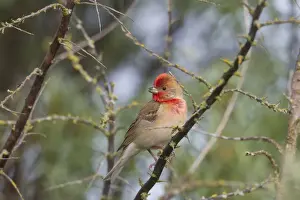 Carpodacus Prints: Picture No. 11676569