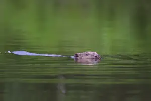 Beavers Prints: Picture No. 11676572