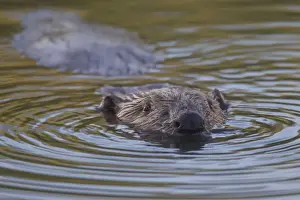 Beavers Prints: Picture No. 11676573
