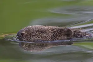 Beavers Prints: Picture No. 11676574