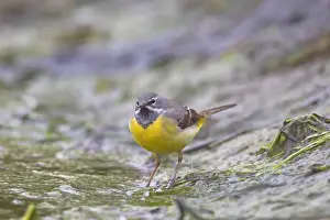 Passerine Prints: Picture No. 11676597