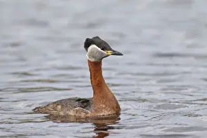 Grebe Prints: Picture No. 11676609