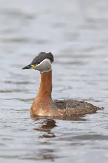 Grebe Prints: Picture No. 11676610
