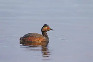 Grebe Prints: Picture No. 11676611