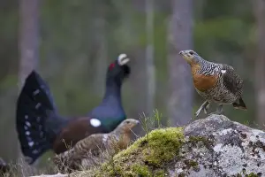 Cocks Prints: Picture No. 11676620