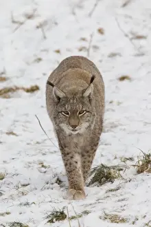 Lynx Prints: Picture No. 11676635