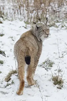 Lynx Prints: Picture No. 11676636