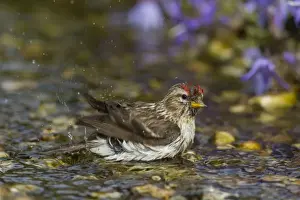 Passerine Prints: Picture No. 11676684