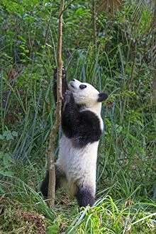 Pandas Collection: Picture No. 11676699