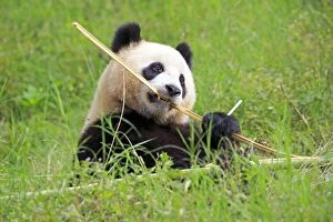 Pandas Collection: Picture No. 11676705