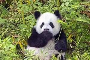 Pandas Collection: Picture No. 11676707