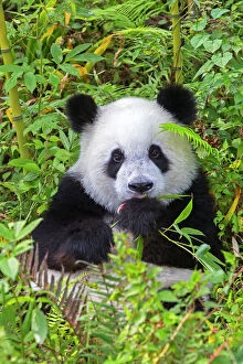 Pandas Collection: Picture No. 11676711