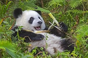Pandas Collection: Picture No. 11676715