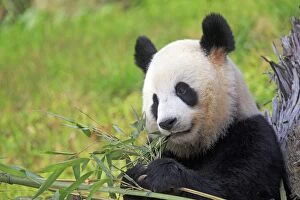 Pandas Collection: Picture No. 11676719