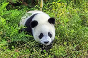 Chengdu Prints: Picture No. 11676728