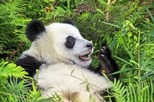 Pandas Collection: Picture No. 11676729