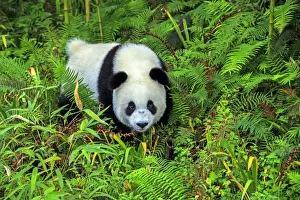 Chengdu Prints: Picture No. 11676732