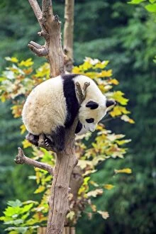 Pandas Collection: Picture No. 11676734
