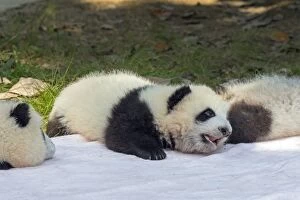 Pandas Collection: Picture No. 11676745