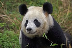 Pandas Collection: Picture No. 11676748