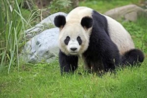 Pandas Collection: Picture No. 11676751