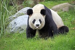 Pandas Collection: Picture No. 11676752