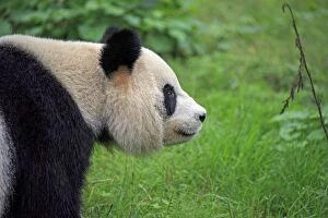 Pandas Collection: Picture No. 11676753