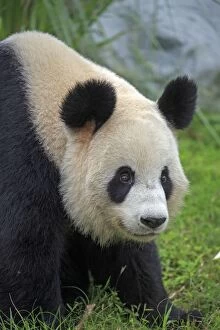 Pandas Collection: Picture No. 11676757