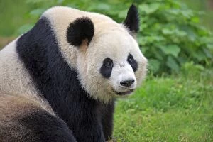Pandas Collection: Picture No. 11676758
