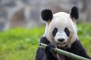 Pandas Collection: Picture No. 11676760