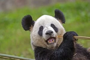 Pandas Collection: Picture No. 11676764