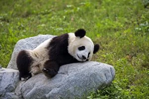 Pandas Collection: Picture No. 11676773
