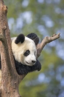 Pandas Collection: Picture No. 11676775