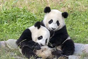 Pandas Collection: Picture No. 11676787