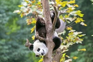 Pandas Collection: Picture No. 11676789