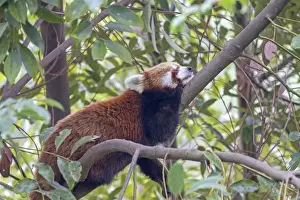 Fulgens Prints: Picture No. 11676798