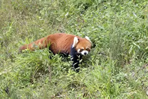 Fulgens Prints: Picture No. 11676799